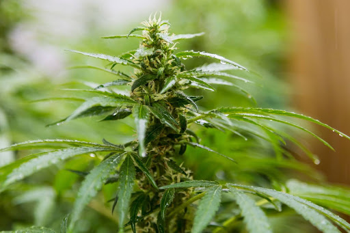 Beyond THC – Exploring the Benefits of Rare Cannabinoids (CBN, CBG, THCV)