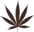 cannabis