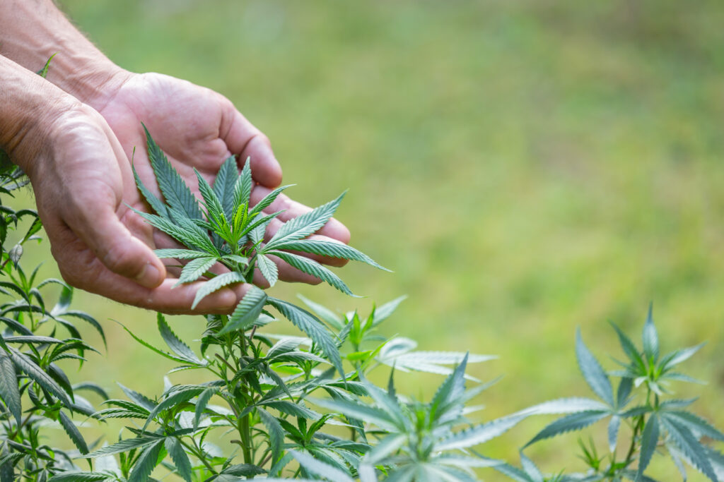 budtender tips to ask before buying cannabis